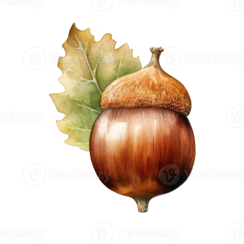 Watercolor Illustration of a Single Acorn with an Oak Leaf png