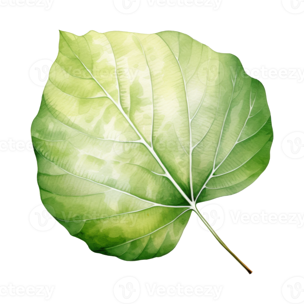 vattenfärg asp- blad isolerat på en transparent bakgrund png