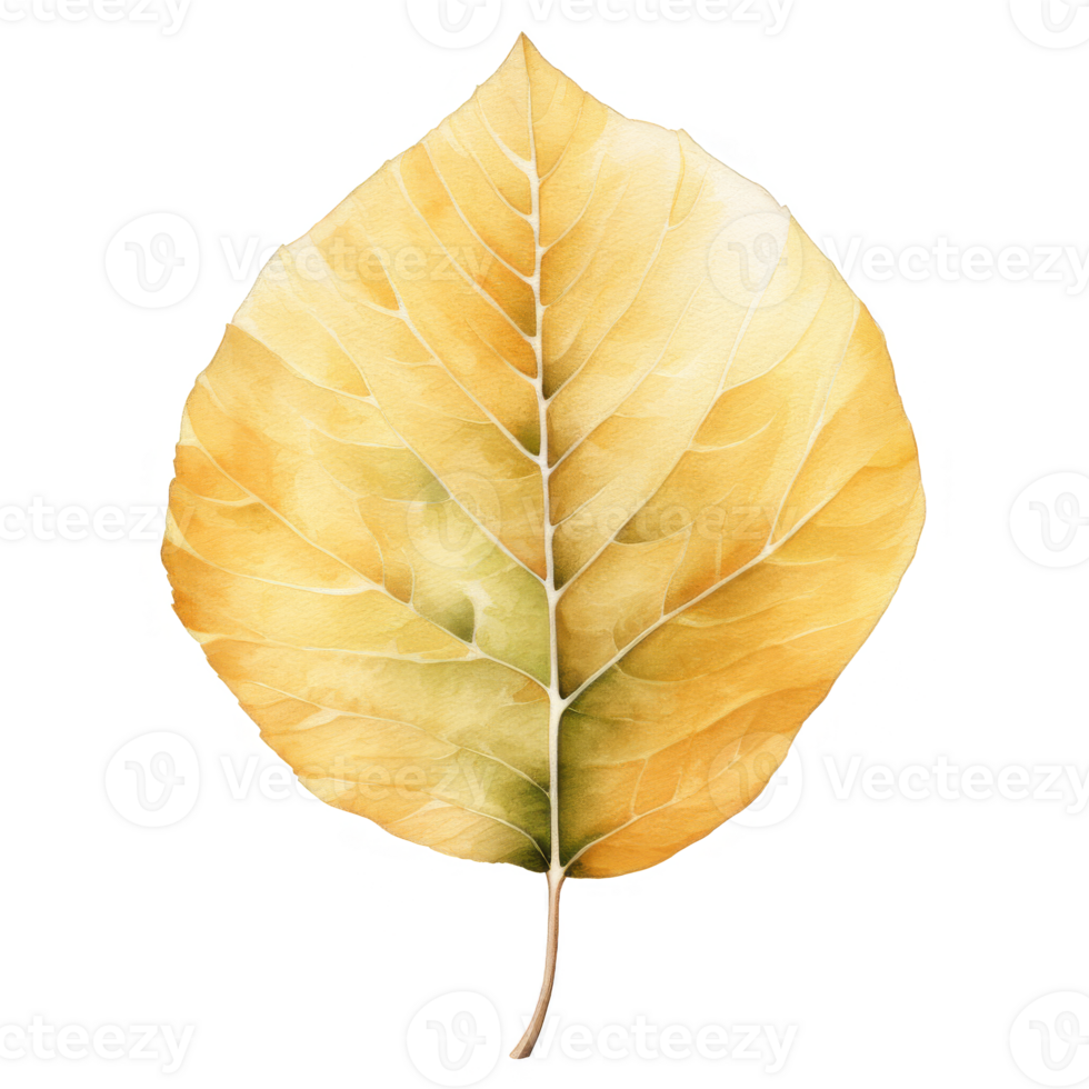 Single Watercolor Painting of a Yellow Leaf with Veins png