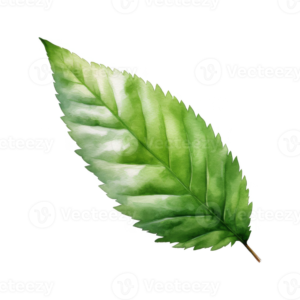 Watercolor Painting of a Single Green Leaf with a transparent background png