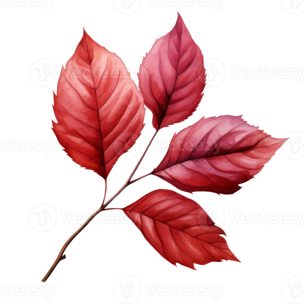 Watercolor Painting of Red Autumn Leaves on a Branch png
