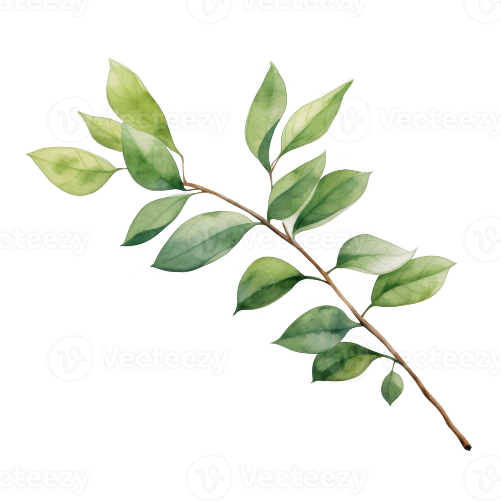 Watercolor Branch with Leaves Isolated on a Transparent Background png