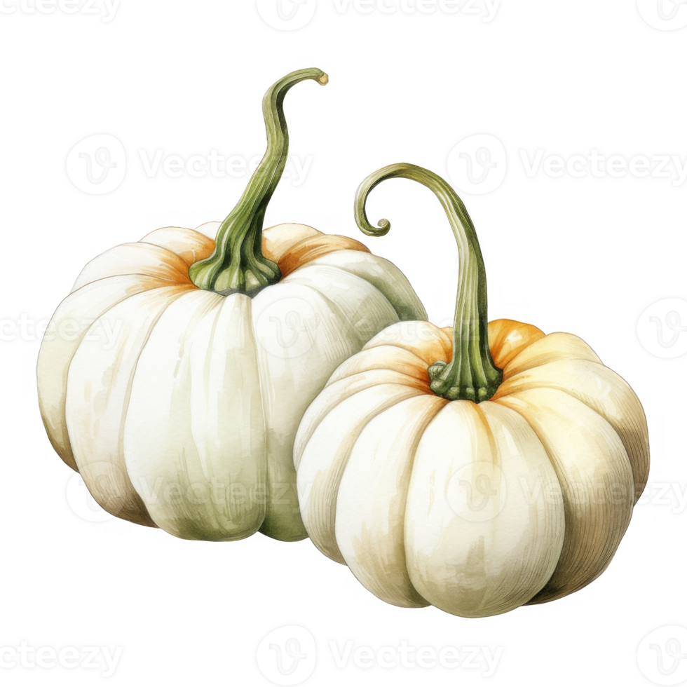 Watercolor White Pumpkin Isolated on a Transparent Background png