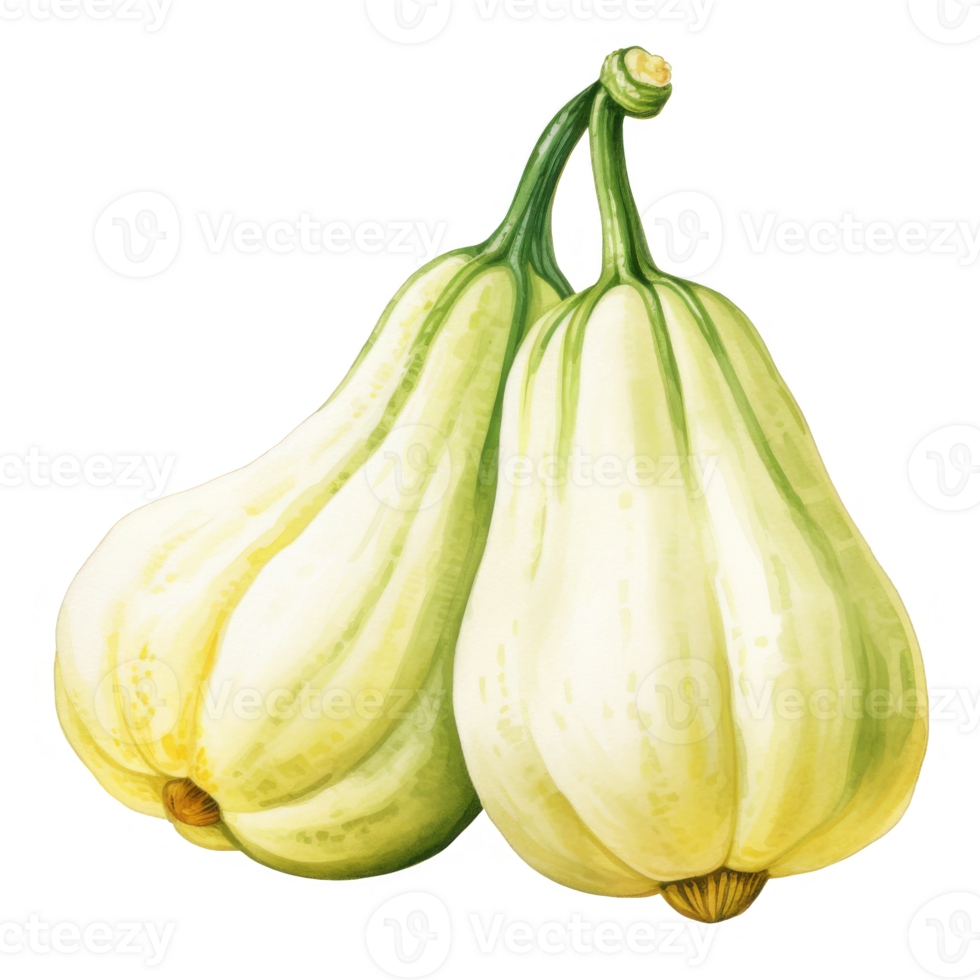 Two Watercolor-Painted Butternut Squash png