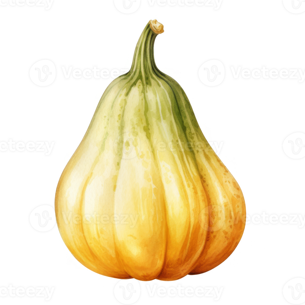 Watercolor Painting of a Yellow Squash with a Green Stem png
