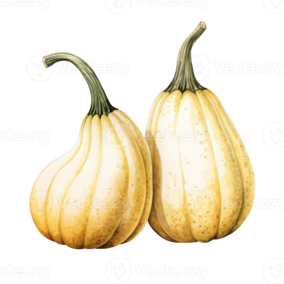 Watercolor Small Gourds Isolated on a Transparent Background png