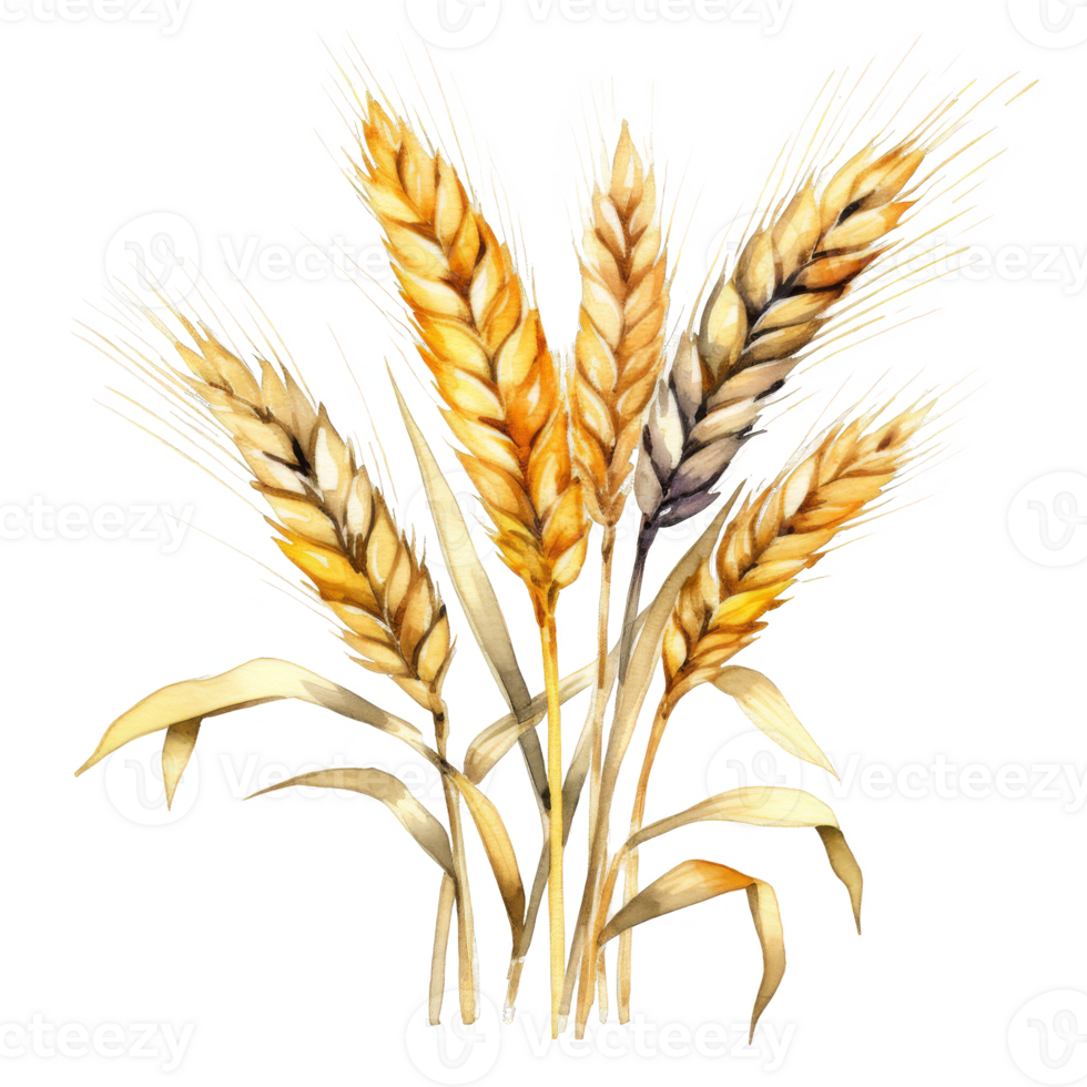 Watercolor Painting of a Bunch of Golden Wheat Stalks png