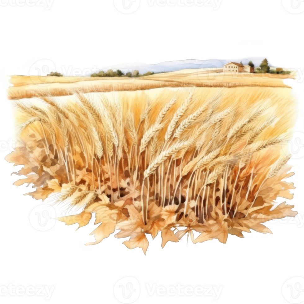 Watercolor painting of wheat stalks in a field with a farmhouse in the background png