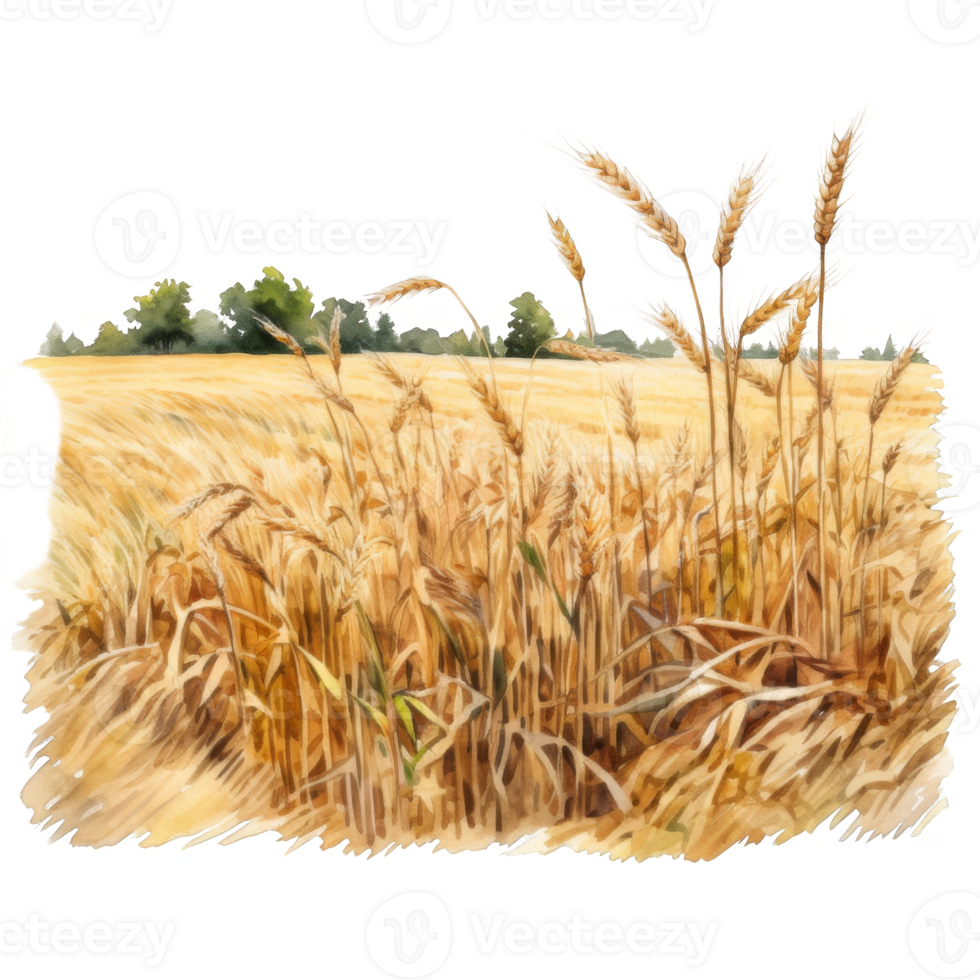 Watercolor Painting of a Golden Wheat Field with Trees in the Background png