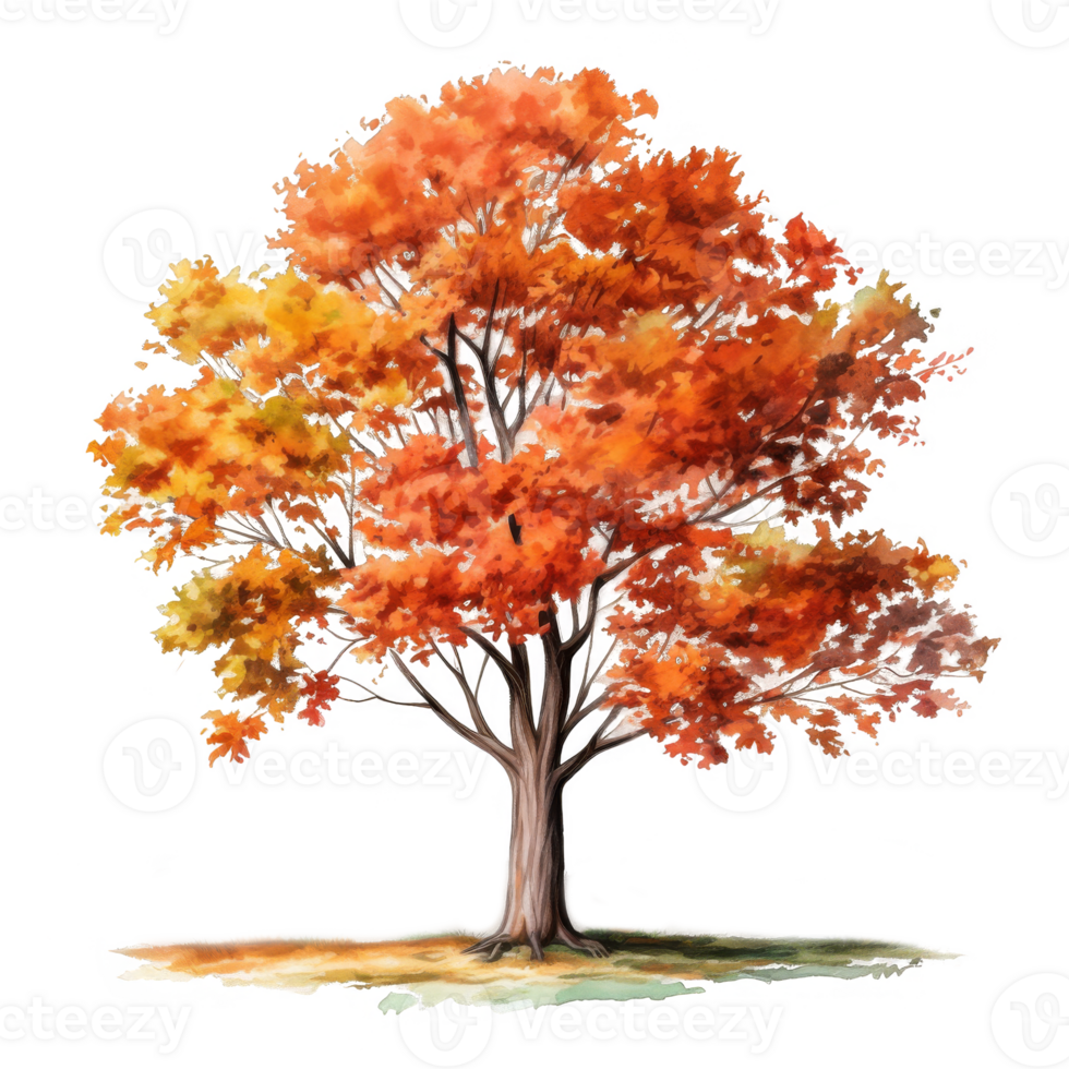 Watercolor Painting of a Single Tree with Autumn Foliage png