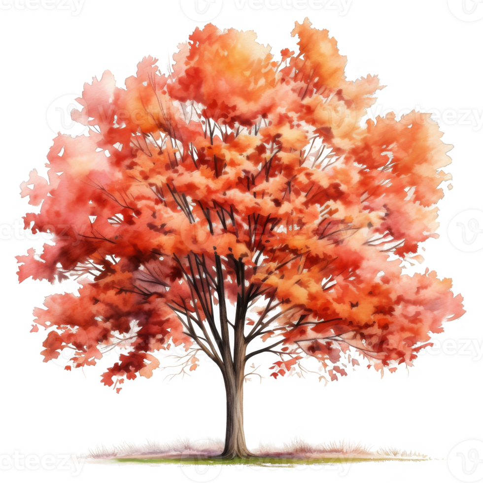 Watercolor Painting of a Tree with Red and Orange Leaves png