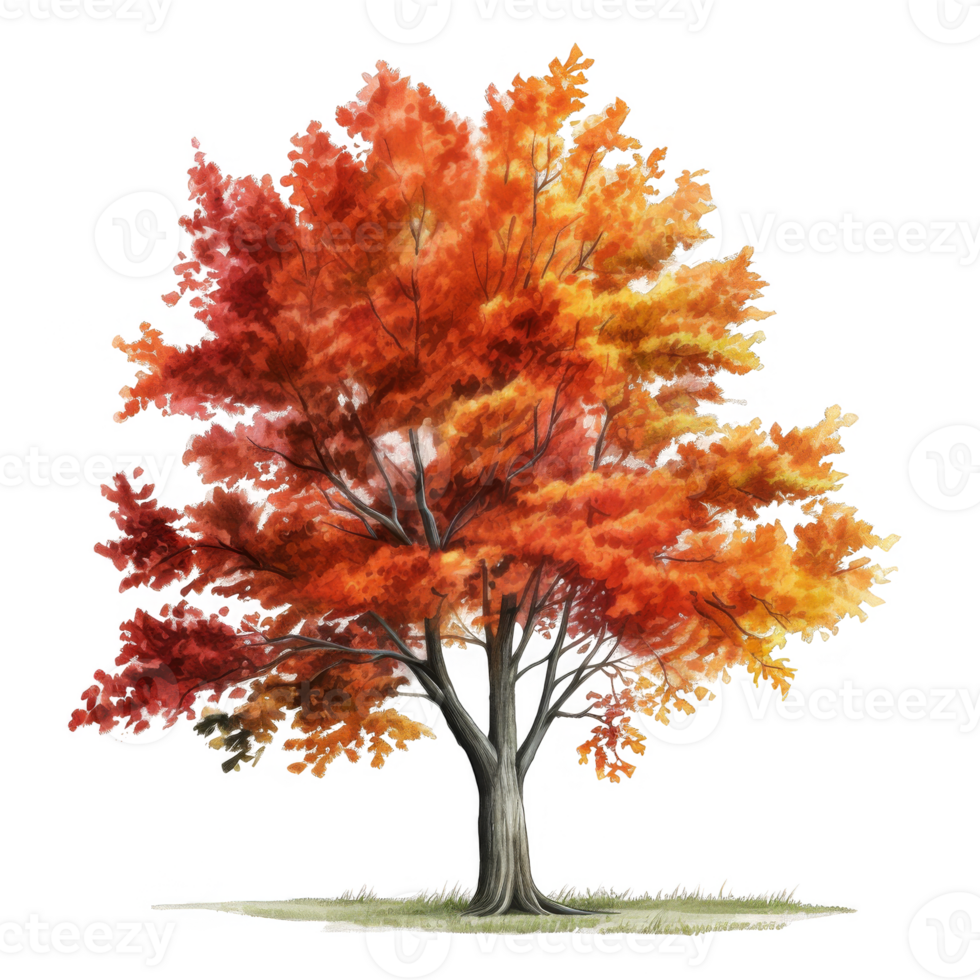 A Single Deciduous Tree with Vibrant Autumn Foliage png