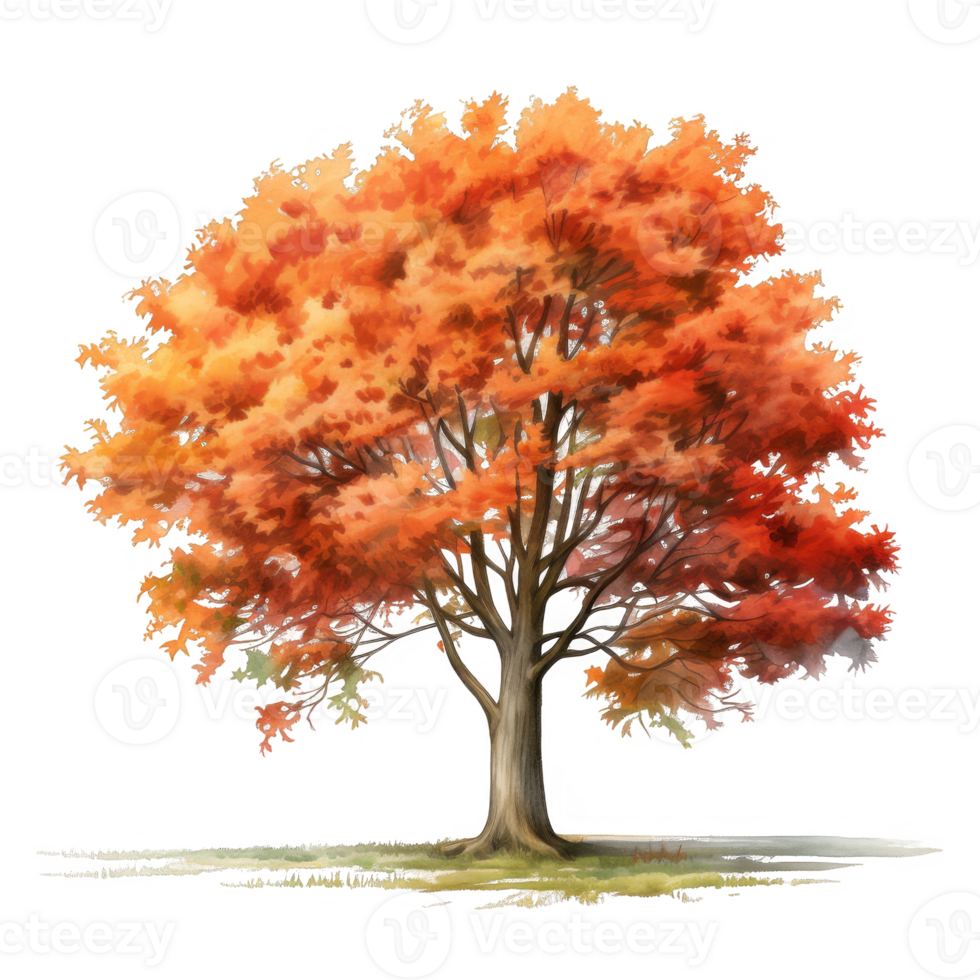 A Single Tree with Vibrant Orange and Red Autumn Leaves png