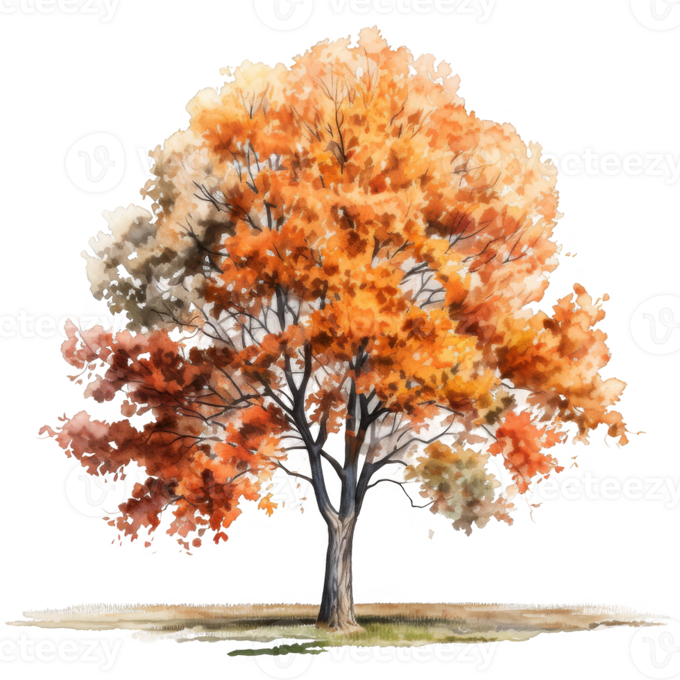 Watercolor Painting of a Single Tree with Autumn Foliage png