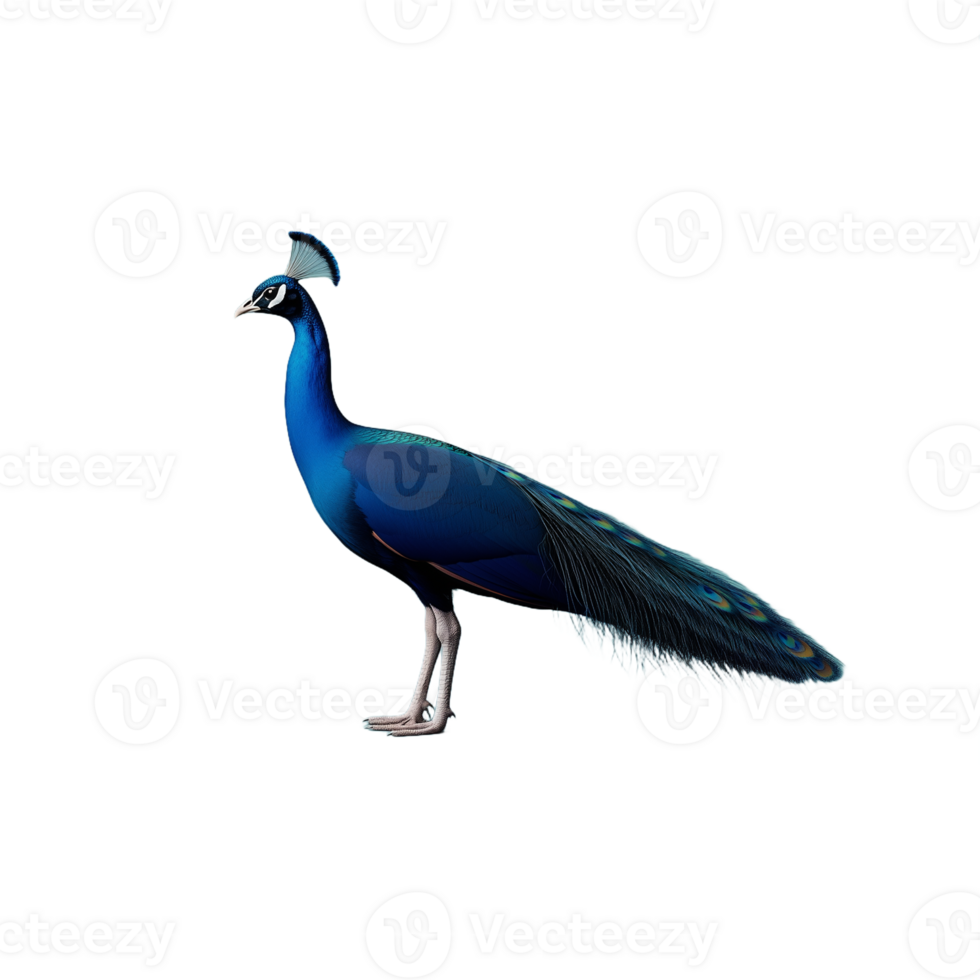 Side view of a blue peacock standing with closed feathers, isolated on a transparent background png