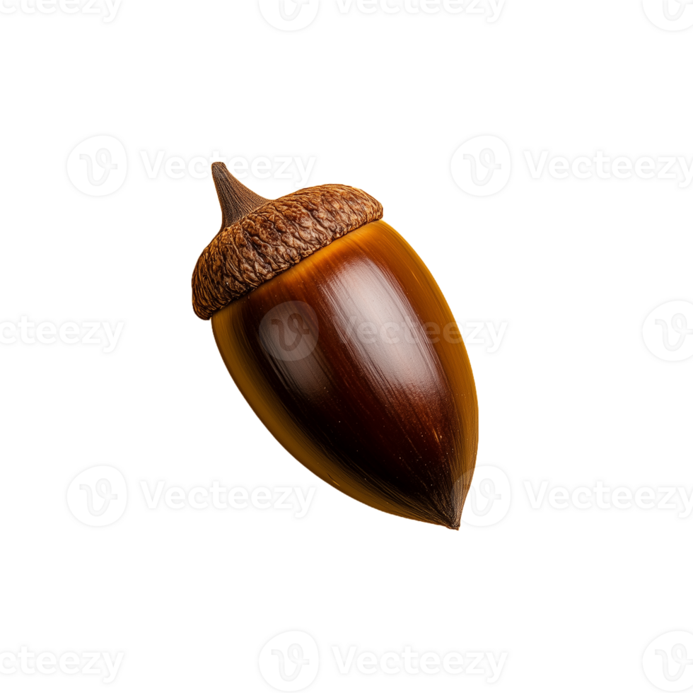 Shiny brown acorn with smooth surface and textured cap, isolated on a transparent background png