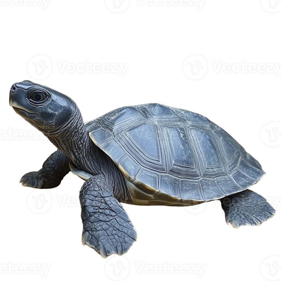 Side view of a bluegray tortoise walking, isolated on a transparent background png