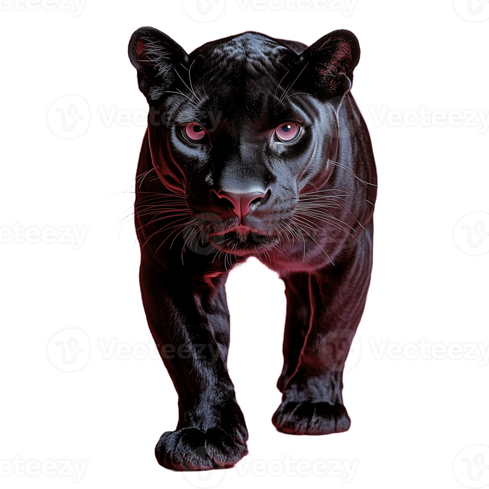 Black panther crouching low with focused eyes, isolated on a transparent background png