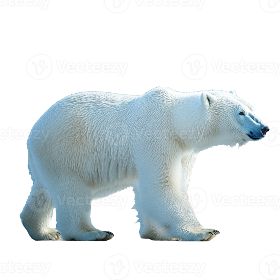 Realistic polar bear standing on a transparent background, symbol of Arctic wildlife png