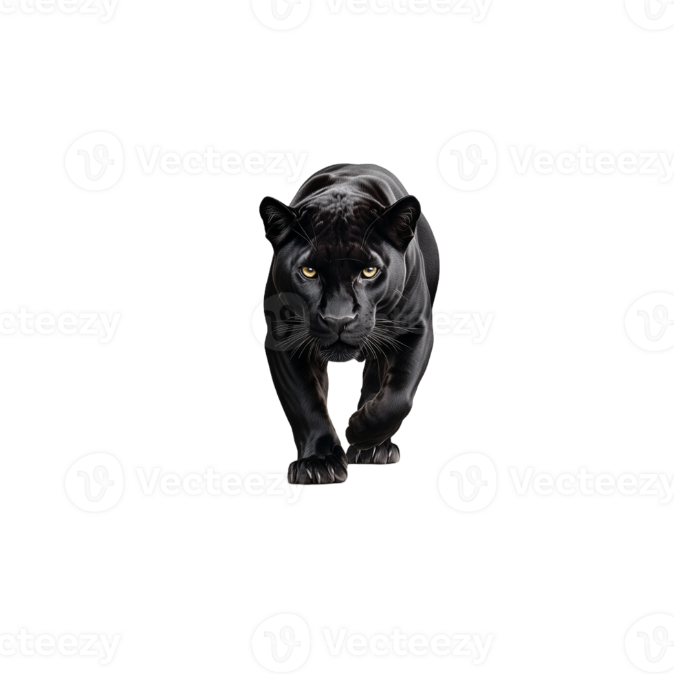 Black panther crouching low with intense eyes on a transparent background png