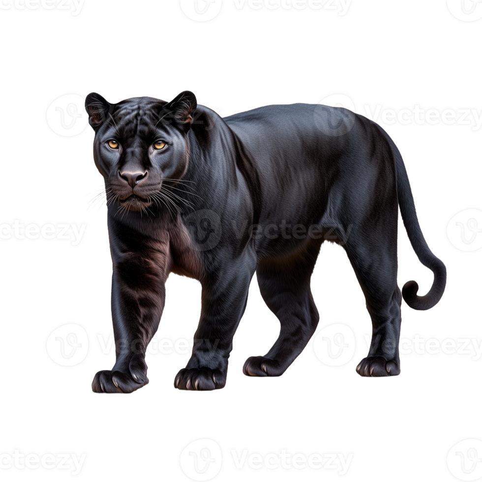 Black panther standing alert with a fierce expression on a transparent background png