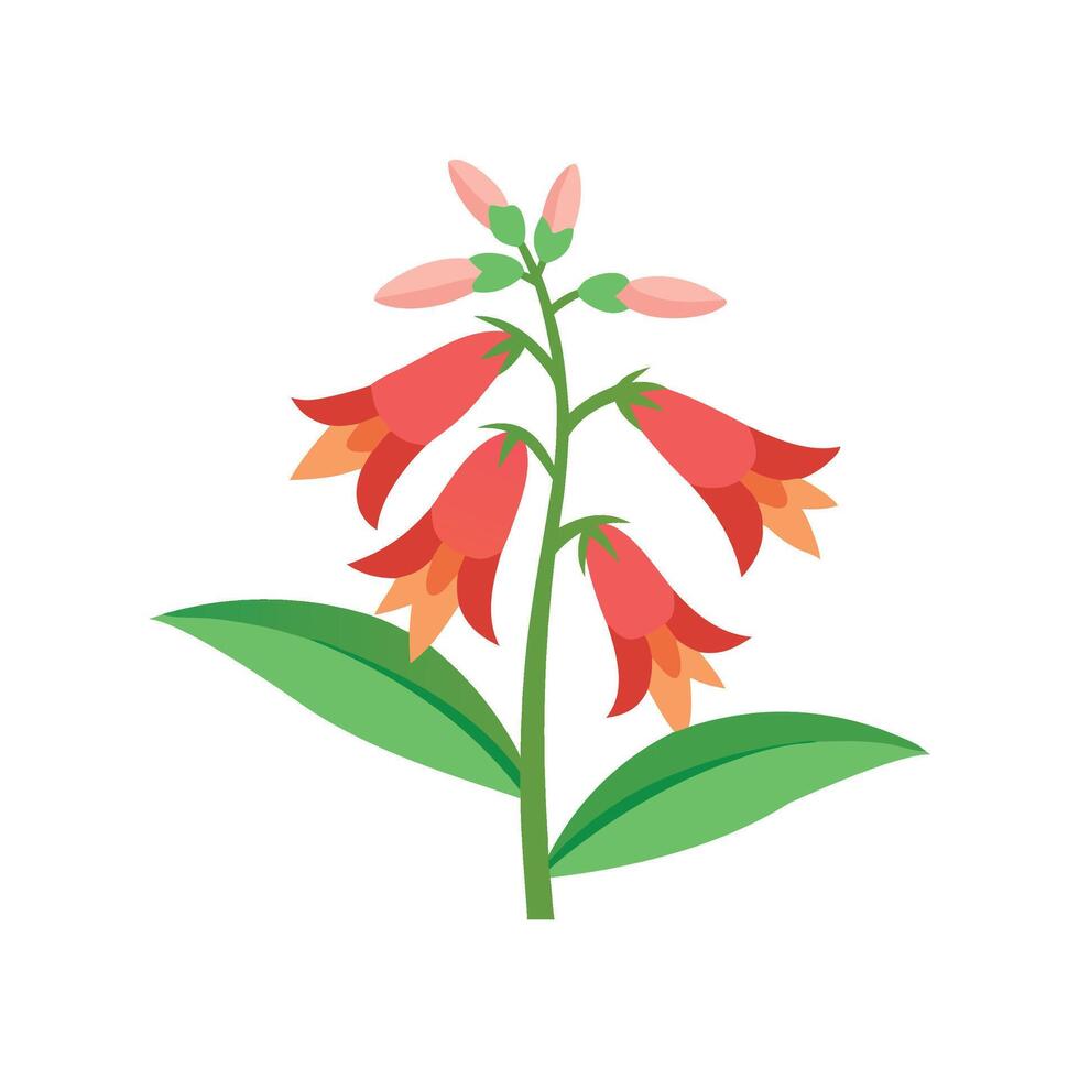 Penstemon Flower flower isolated flat illustration on white background. vector