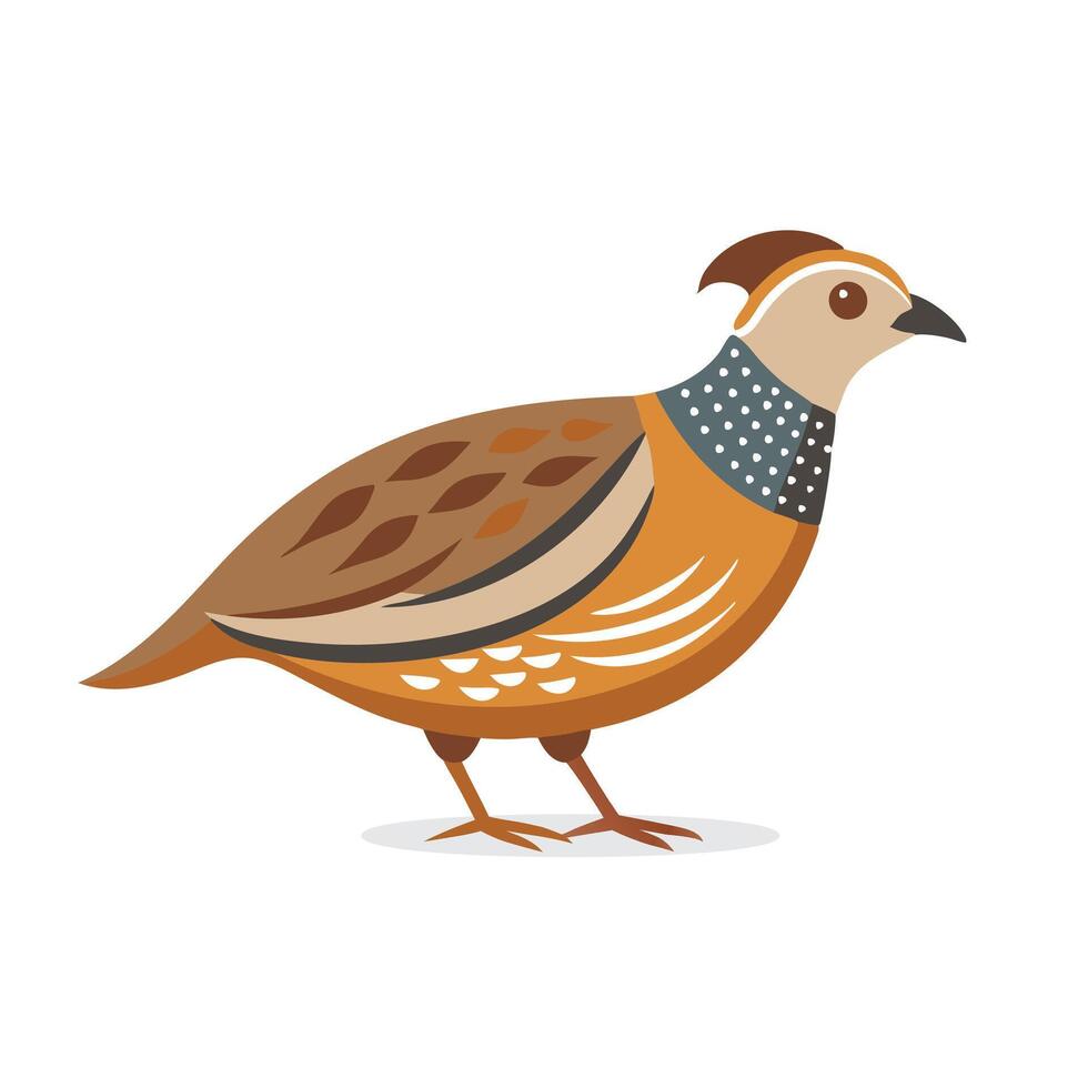 Quail animal isolated flat illustration on white background. vector