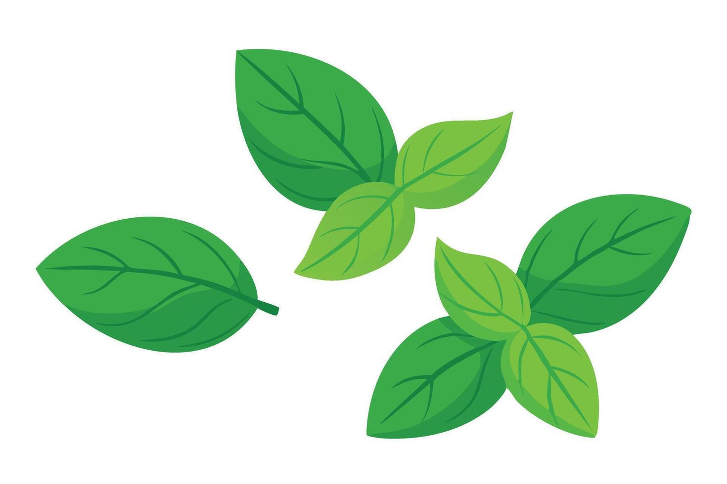 Fresh basil leaves floating isolated flat illustration white background. vector