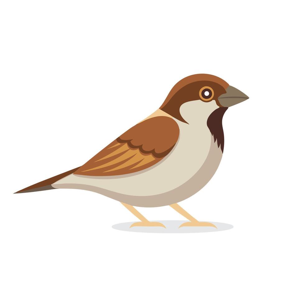 Sparrow animal isolated flat illustration on white background. vector