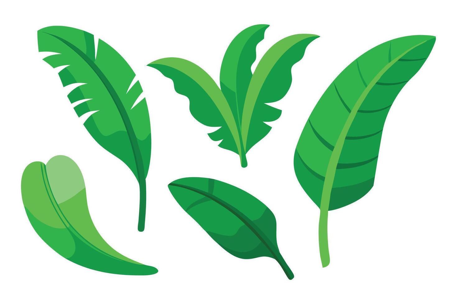 Green banana leaf flat illustration white background vector