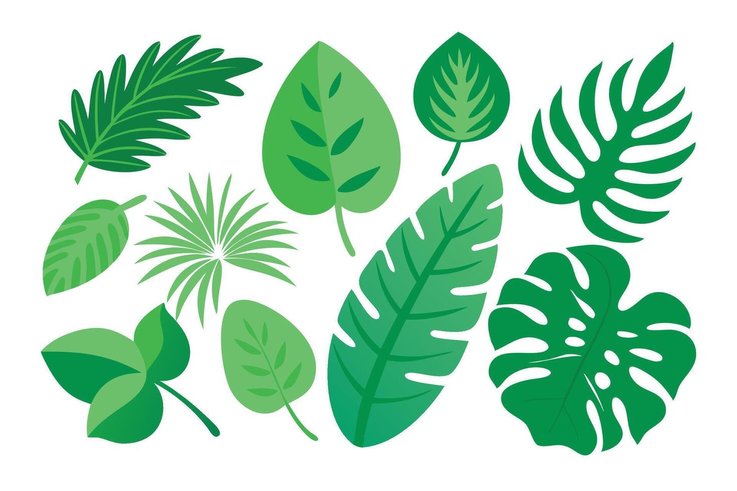 Green monstera, palm, leaves set flat illustration white background. vector