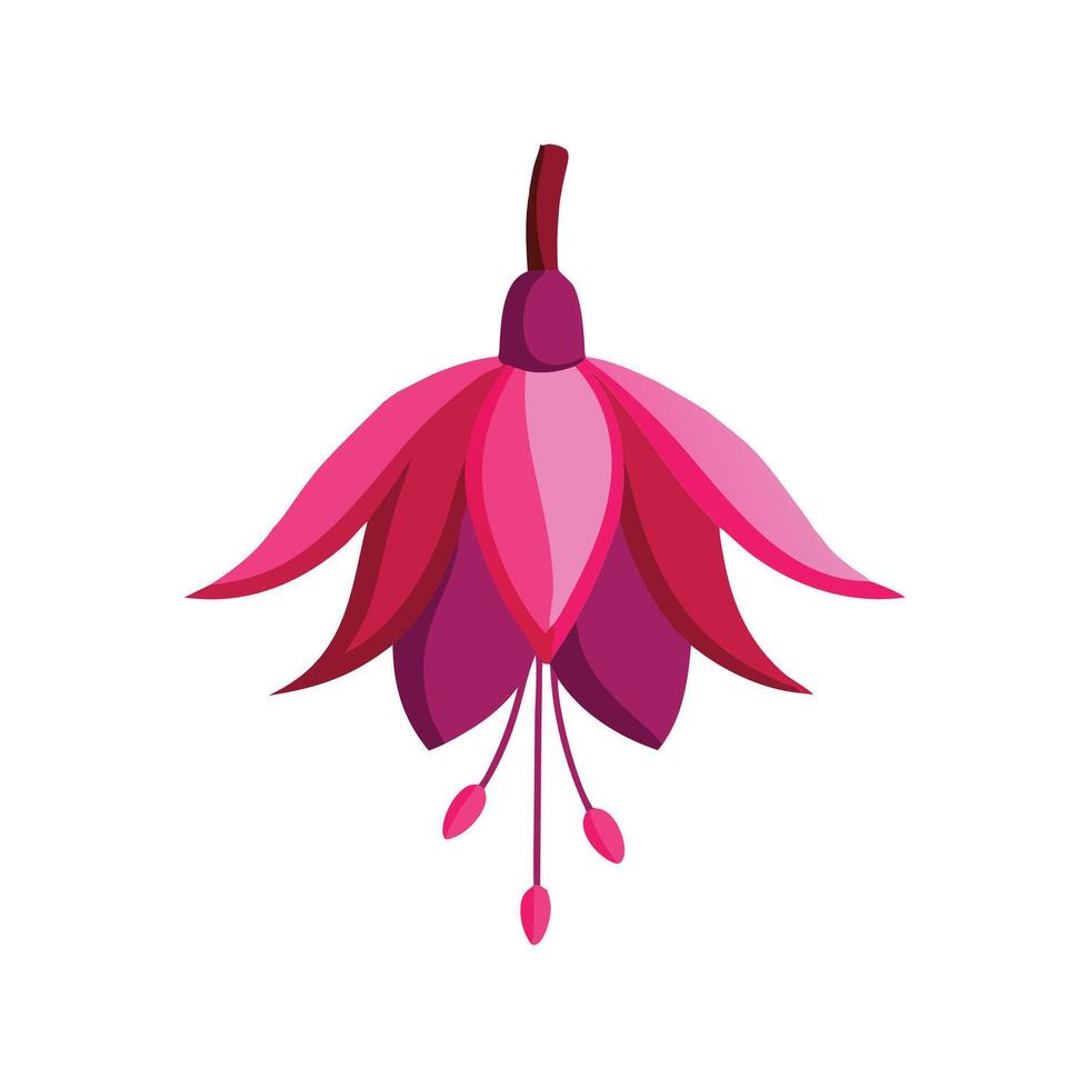 Fuchsia flower isolated flat illustration on white background. vector