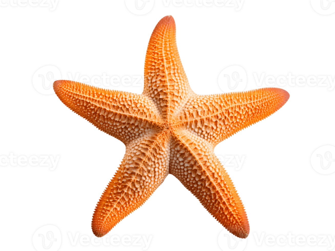 Starfish Isolated on Transparent Background png