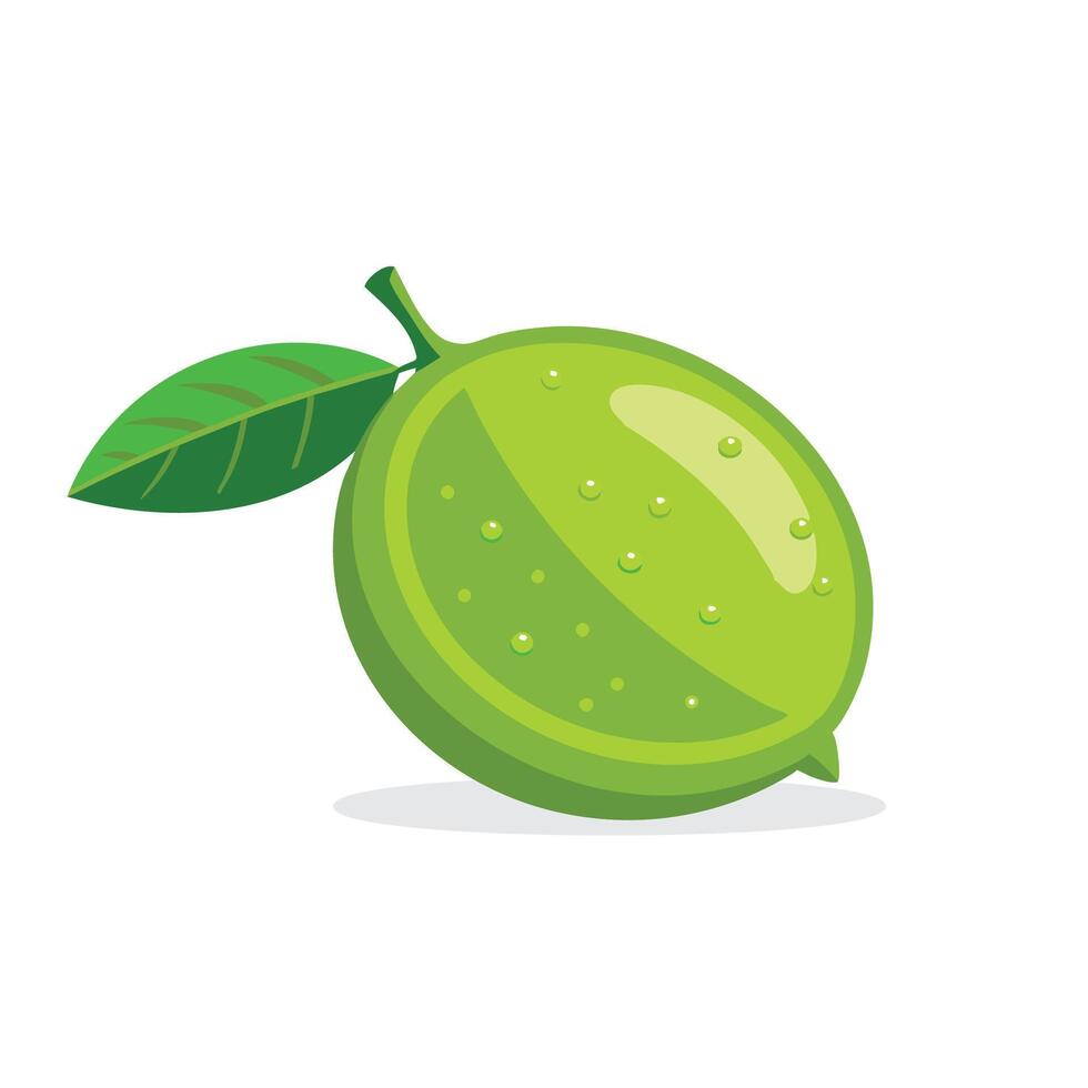 Lime fruit flat illustration on white background vector