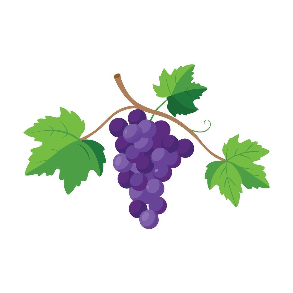Grapes on a vine with lush green leaves flat illustration white background. vector