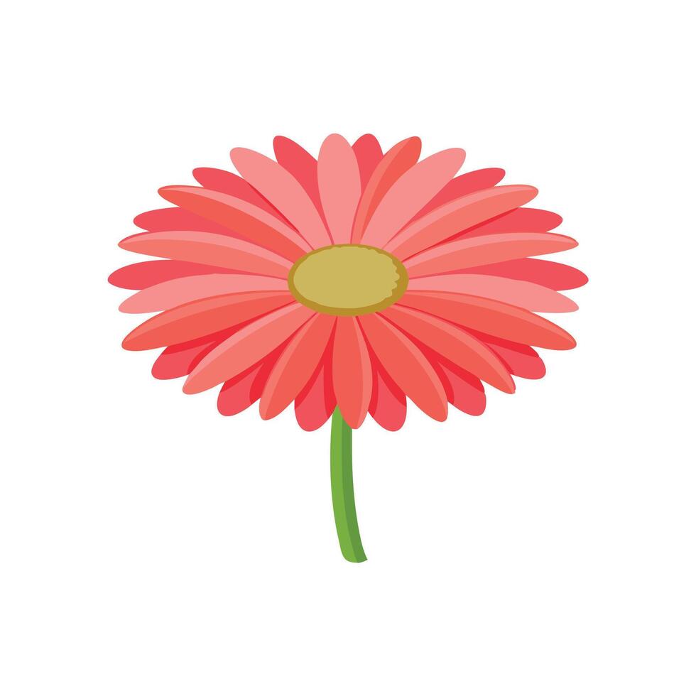 Gerbera flower isolated flat illustration on white background vector
