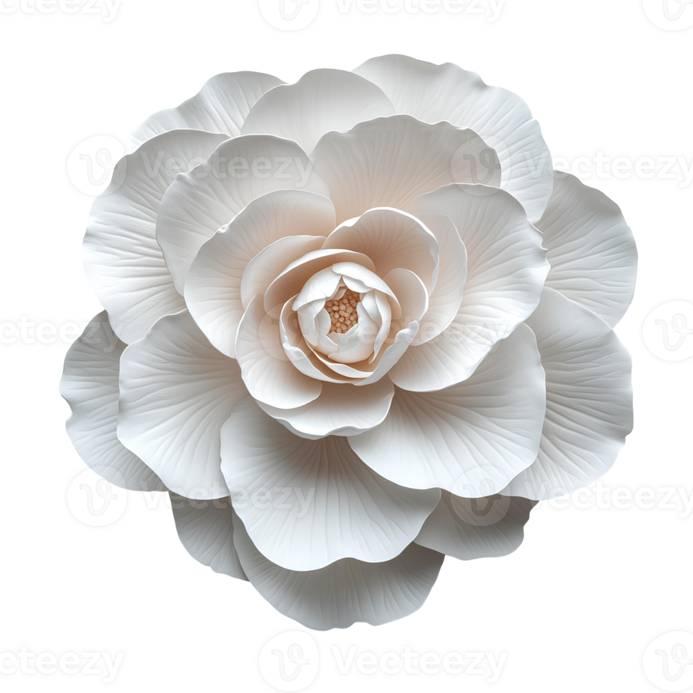 White camellia flower top view , flat lay design, isolated on transparent background. Elegant camellia flower with green leaves png