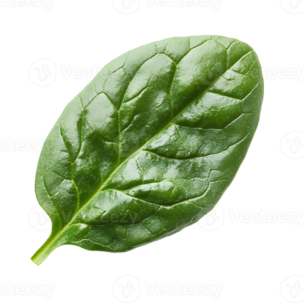 Spinach leaves , isolated on transparent background. Fresh green spinach leaves with vibrant color . Ideal for healthy food, salad ingredients, or organic design elements png