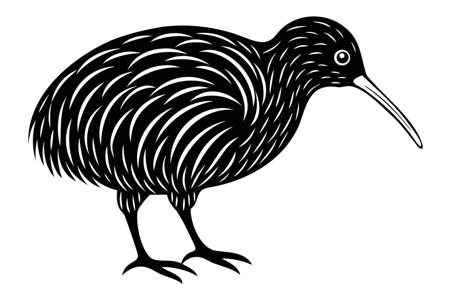 A black and white drawing of a kiwi vector