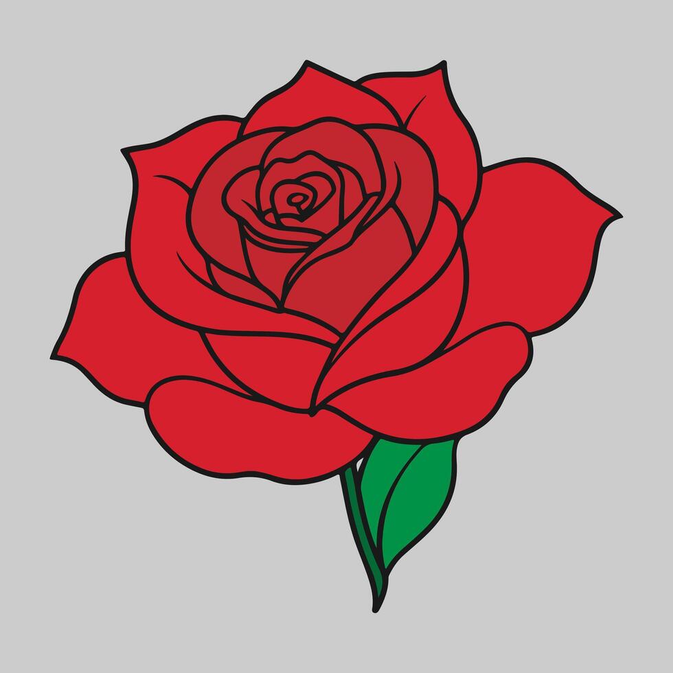 beautiful red rose on background color vector