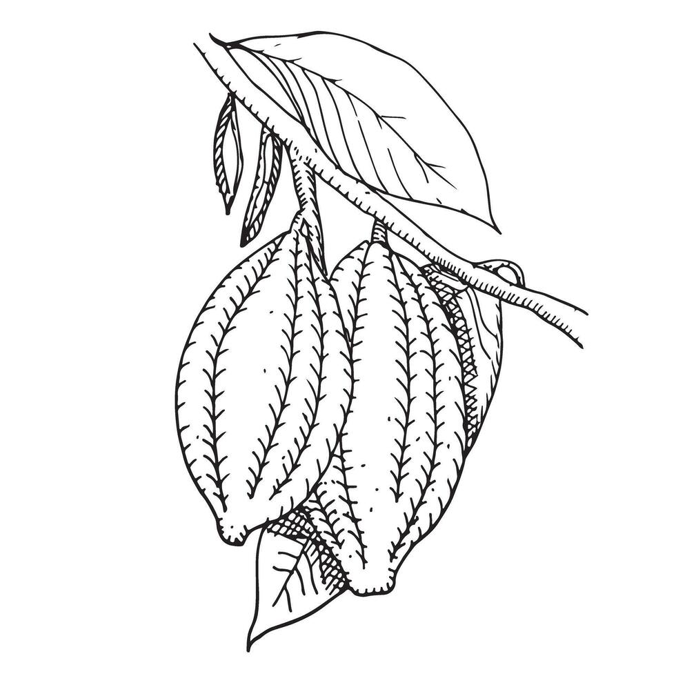 Hand drawn cocoa beans for your design, logotype, postcard, label. vector