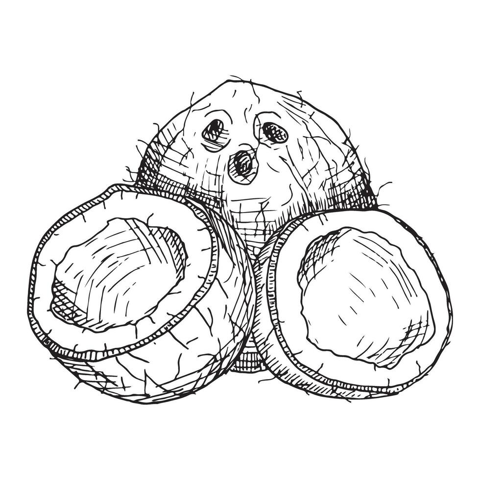 Hand drawn coconuts in engraving style. Painted by black inks on isolated background in linear style. Design element for logo, label, sign, emblem, summer poster. vector