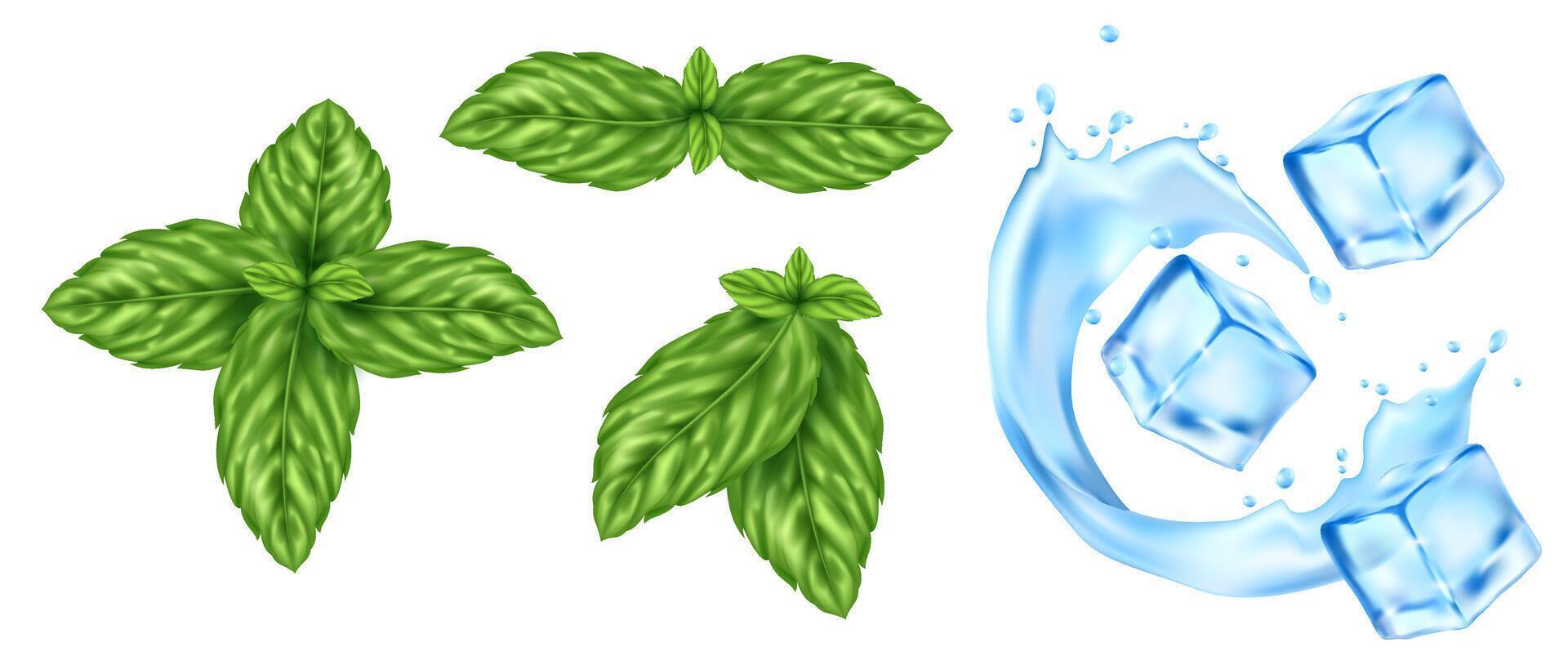 Fresh Mint Leaves and Ice Cubes with Water Splash vector