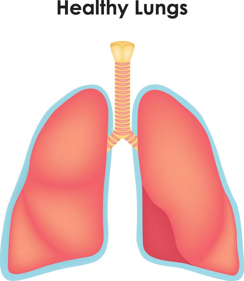Healthy Lung Anatomy Trachea Superior Lobe Bronchi Tumor Inferior Lobe Middle Lobe vector
