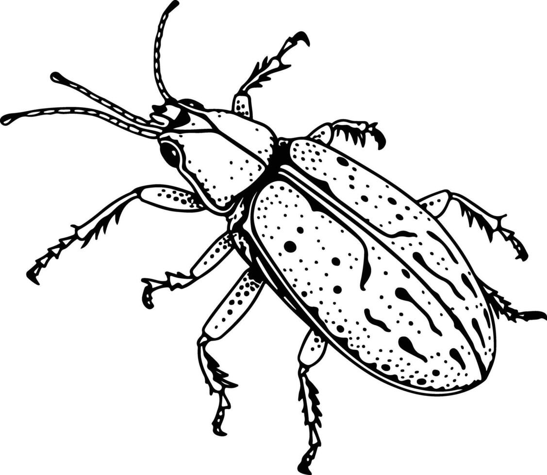 Weevil Hylesinus Abietis vector