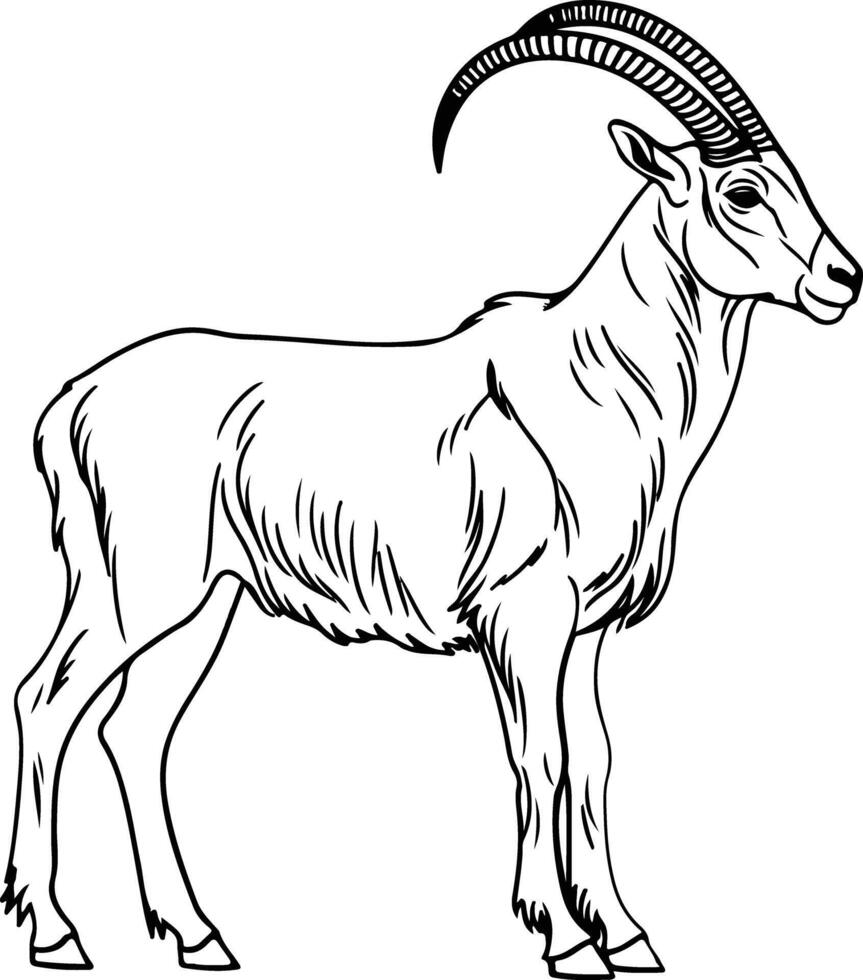 Ibex hand drawn vector