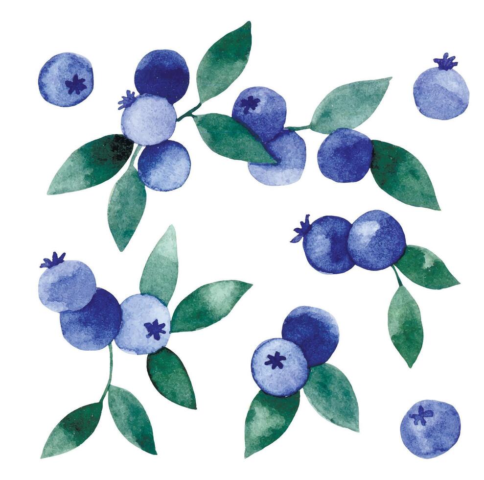 watercolor drawing, set of blueberries. illustration in simple style, wild berry leaves and berries vector