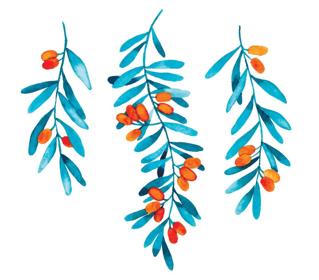 watercolor drawing, set of sea buckthorn. illustration in simple style, wild berry leaves and berries vector