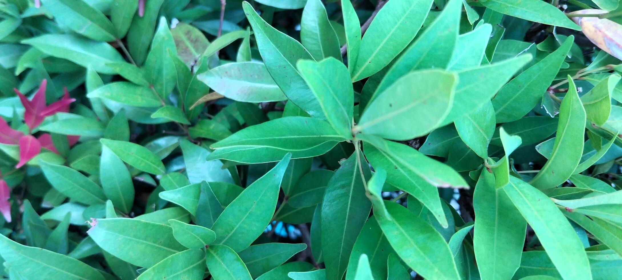 A bush with many green leaves and red leaves photo
