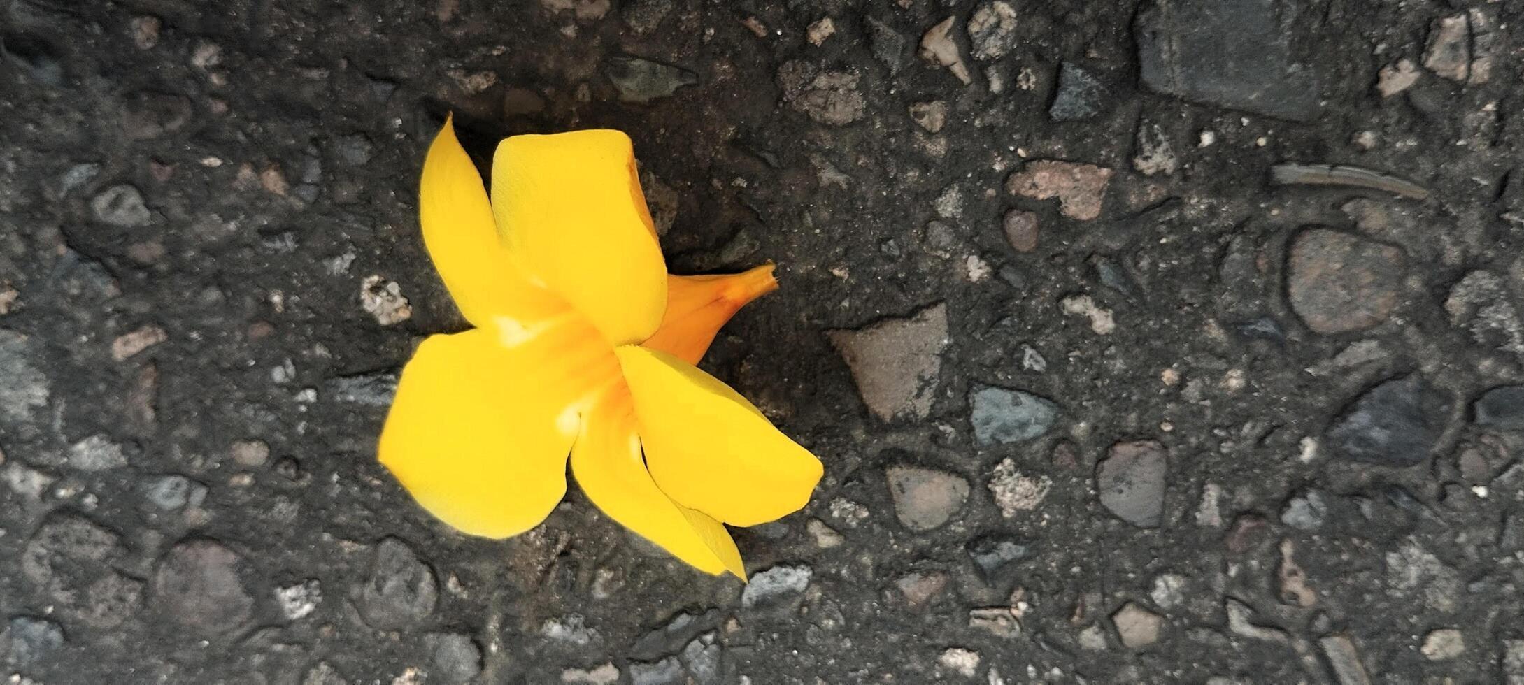 A yellow flower laying on the ground photo
